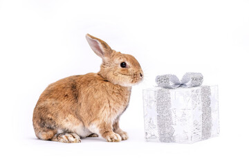 Brown rabbit with silver gift box on white background, festive Christmas scene with cute bunny and decoration