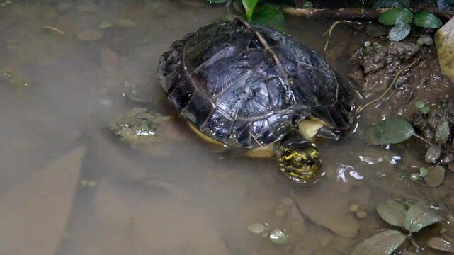 A turtle is slowly walking and looking for food on a shallow puddle . freshwater turtle  