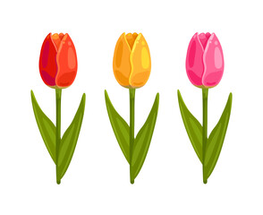 Illustration of three multicolored tulips isolated on white background