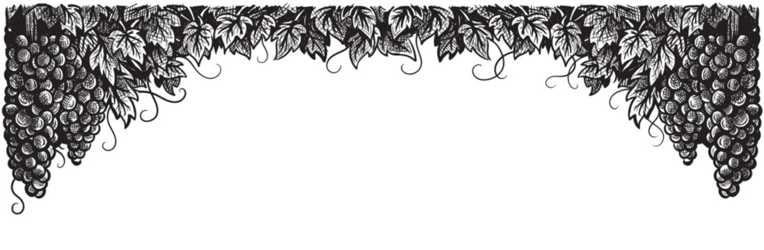 Grapes vineyard, grapevine black and white vector illustration. Set of sketch style vine branches leaves. Wine labels design, branding border hand drawn decorative.