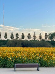 yellow orange flowers bench in the flower park