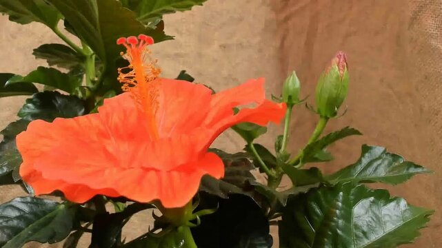 Fioritura rapida di un hibiscus