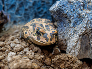 エジプトミドリヒキガエルのアップ