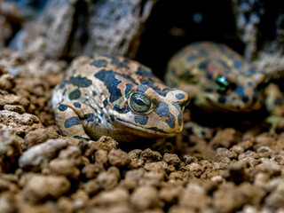 エジプトミドリヒキガエルのアップ