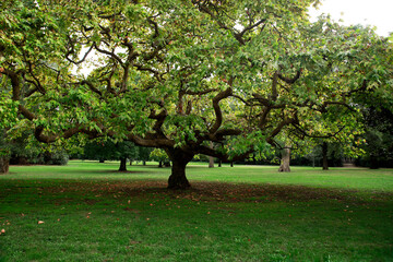 Lush park, lawn and large oak tree.