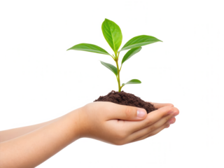A hand holds a small plant sprouting from soil, symbolizing growth and nurturing.
