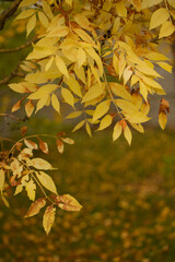 Golden autumn leaves on tree branch in sunlight