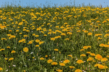 Blooming dandelion meadow under blue sky