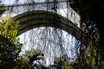 Large span of highway bridge seen from below through shrubs and plants.