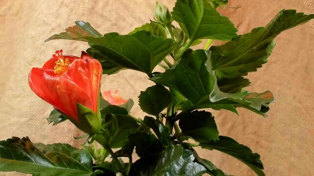 Fioritura rapida di un hibiscus