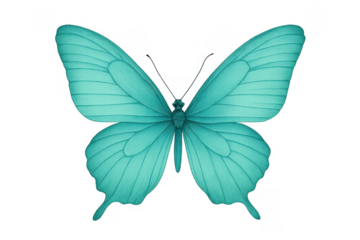 Teal butterfly insect illustration with transparent background