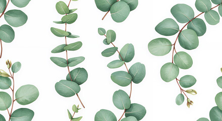 Eucalyptus Branches with Round Green Leaves on White Background for Botanical Design