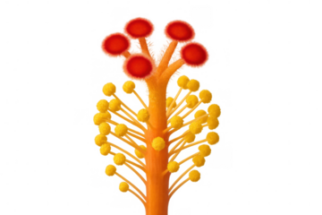 Hibiscus flower botanical structure showing pistil stigma and stamen anthers on transparent background