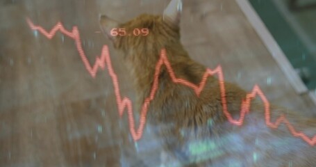 Sitting ginger cat observing fluctuating red line graph overlay on hardwood floor, showing 65