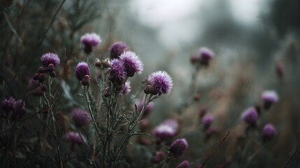 Obraz premium Close up of vibrant purple thistle flowers blooming in a soft natural outdoor setting with a blurred background