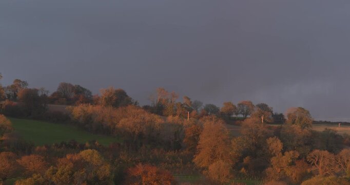 Autumn Fall forest tree golden brown andscape dark stormy sky
