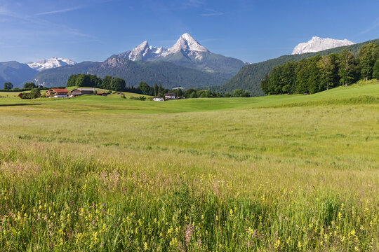 Eine bl&uuml;tenreiche Wiese mit Klappertopf bei Bischofswiesen in Bayern, Deutschland. Im Hintergrund in der Mitte das Bergmassiv des Watzmanns, ganz rechts der Gipfel des Hochkalters.