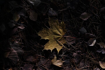 Yellow maple leaf and autumn shadows