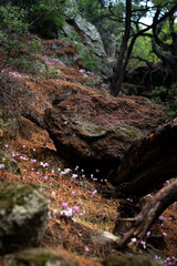 Pink cyclamen on the slope of a volcano on the Methana Peninsula, Greece