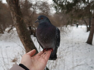 dove on the hands
