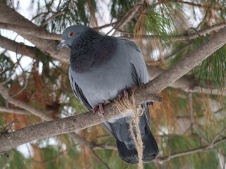 pigeon on a branch