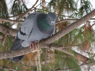 pigeon on a tree