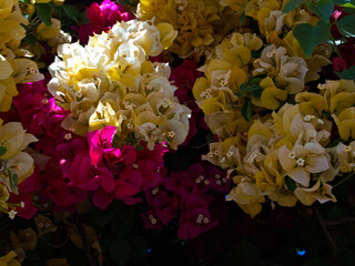 Bright bougainvillea blossoms in vivid pink and yellow hues, perfect for floral and design projects.