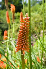 Vibrant orange Kniphofia uvaria flower in sharp focus against green backdrop, perfect for botanical themes.