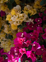 Densely clustered pink and yellow bougainvillea flowers on vibrant branches, tropical summer beauty.