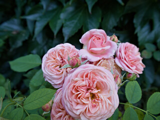 Beautiful pink roses in full bloom on a branch with soft green bokeh, perfect for romantic and floral designs.
