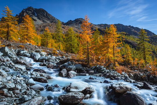 Stunning autumn landscape in Alta Val d'Ayas, Aosta Valley. Scenic view of Monte Rosa glaciers and a rushing mountain stream flowing through golden larch forests under a sunny blue sky in the Alps.