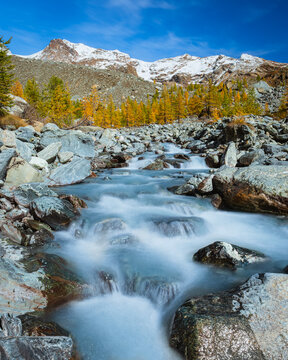 Stunning autumn landscape in Alta Val d'Ayas, Aosta Valley. Scenic view of Monte Rosa glaciers and a rushing mountain stream flowing through golden larch forests under a sunny blue sky in the Alps.