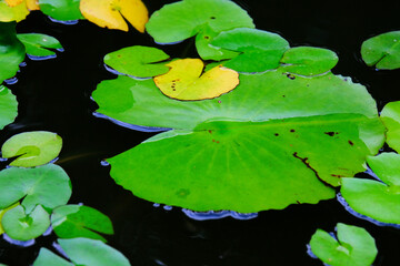 green water lily
