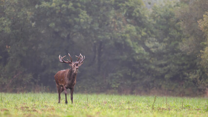 Red deer stag walking and roaring in a plain during the rut under light rain. Cervus elaphus,...
