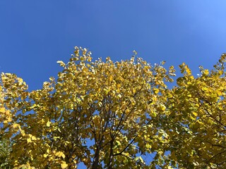 Tilia tomentosa, commonly known as silver linden or silver lime, displaying bright yellow autumn foliage under clear blue sky. Deciduous tree species native to Europe and Western Asia.