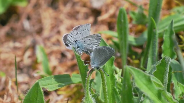 Small Blue Butterflies Mating With an Interloper