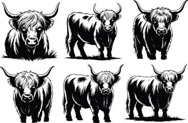 Highland cattle illustrations, black and white livestock sketches, shaggy cow poses, horned cattle artwork, farm animal vector, agriculture design elements