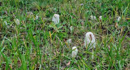 Shaggy ink cap mushrooms in a field. Natural texture for background. Selective focus