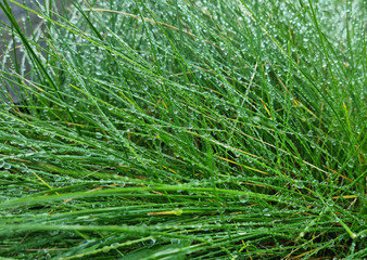 Green grass texture background with drops of dew and rain.