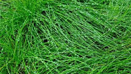 Green grass texture background with drops of dew and rain.