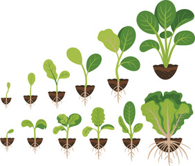 Plant growth stages, leafy vegetable development, seedling to mature plant, root system evolution, botany education, gardening cycle, agricultural illustration, soil biology, plant anatomy