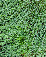 Green grass texture background with drops of dew and rain.