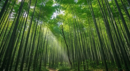 Looking up through a dense sunlit bamboo forest with tall green stalks reaching towards the sky