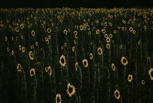  paysage d'un champ de tournesols    en d&eacute;but de croissance 