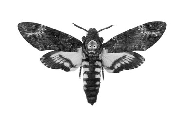 Death's-head Hawkmoth isolated on a transparent background. Acherontia atropos black and white. Large rare moth.