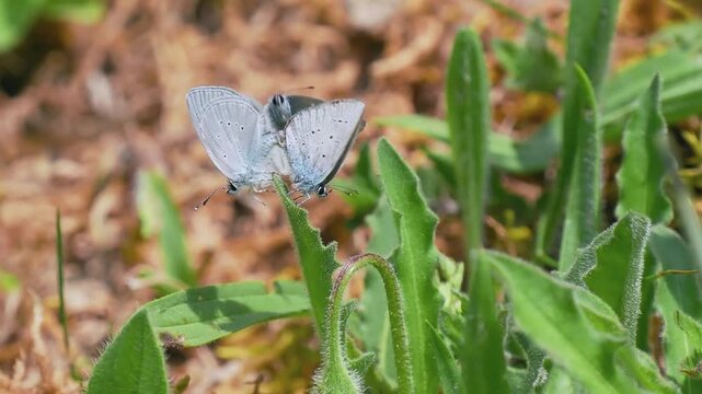 Small Blue Butterflies Mating With an Interloper