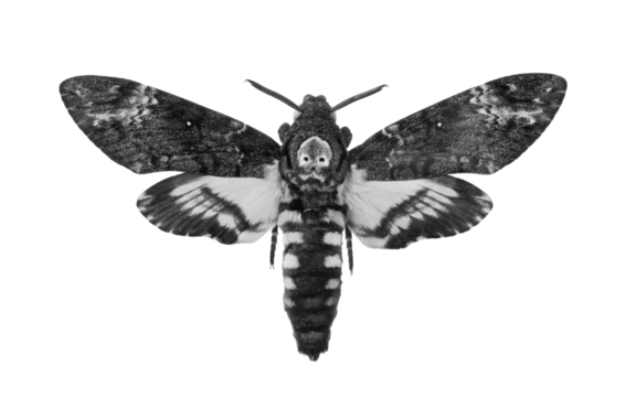 Death's-head Hawkmoth isolated on a transparent background. Acherontia atropos black and white. Large rare moth.