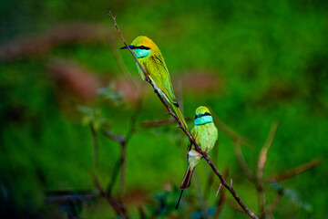 Bee-eaters are small birds with long, slender tails and a blackish, pointed, down-curved beak in various colors.