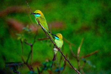 Bee-eaters are small birds with long, slender tails and a blackish, pointed, down-curved beak in various colors.