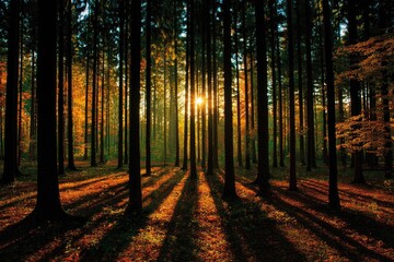 Fototapeta premium Sunlight streams through tall trees in a vibrant autumn forest, casting long shadows